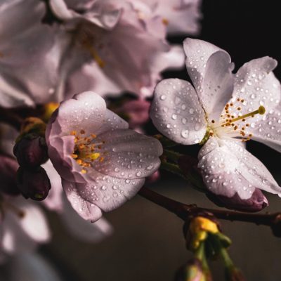 cherry-blossoms-credits-pixabay-400x400