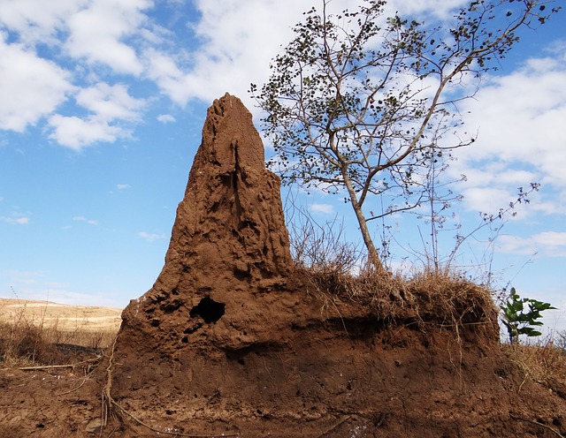 effiongsamuel.art-termite-mound-pixabay
