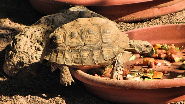 effiongsamuel.art-tortoise-food-pixabay